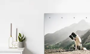 PVC Banner mit Ösen als Wandbild bedrucken lassen, Motiv Hund in Natur