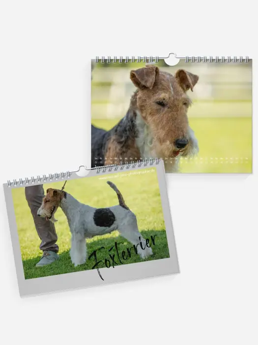 Foxterrier