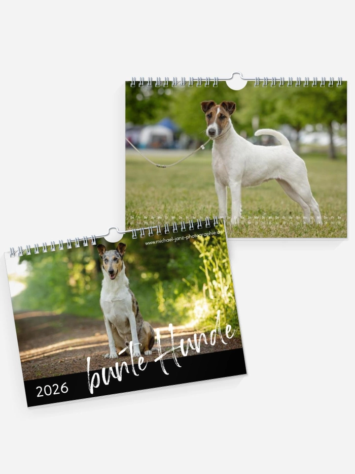bunte Hunde bunte Hunde