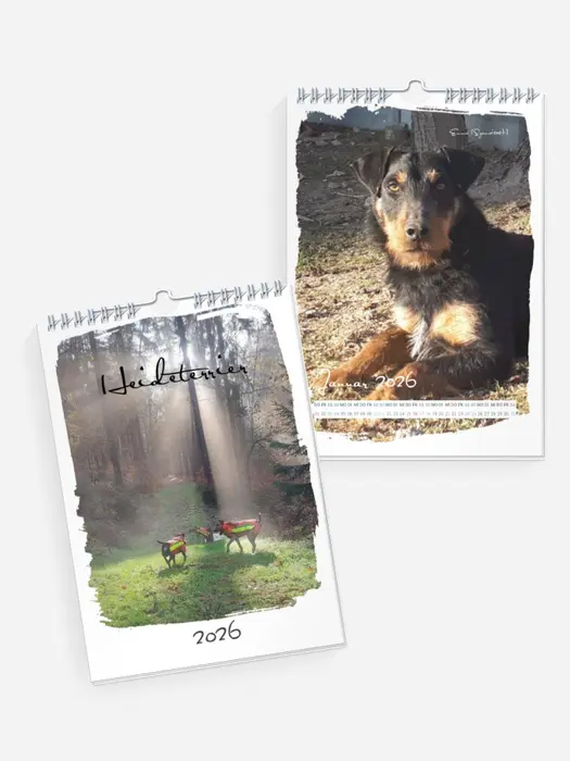 Heideterrier
