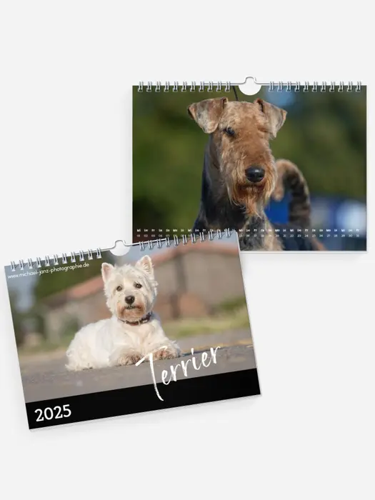 Terrier Terrier