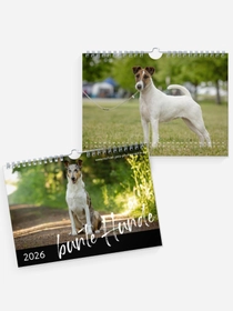 bunte Hunde