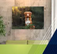 Category background image for Foto Alu Dibond